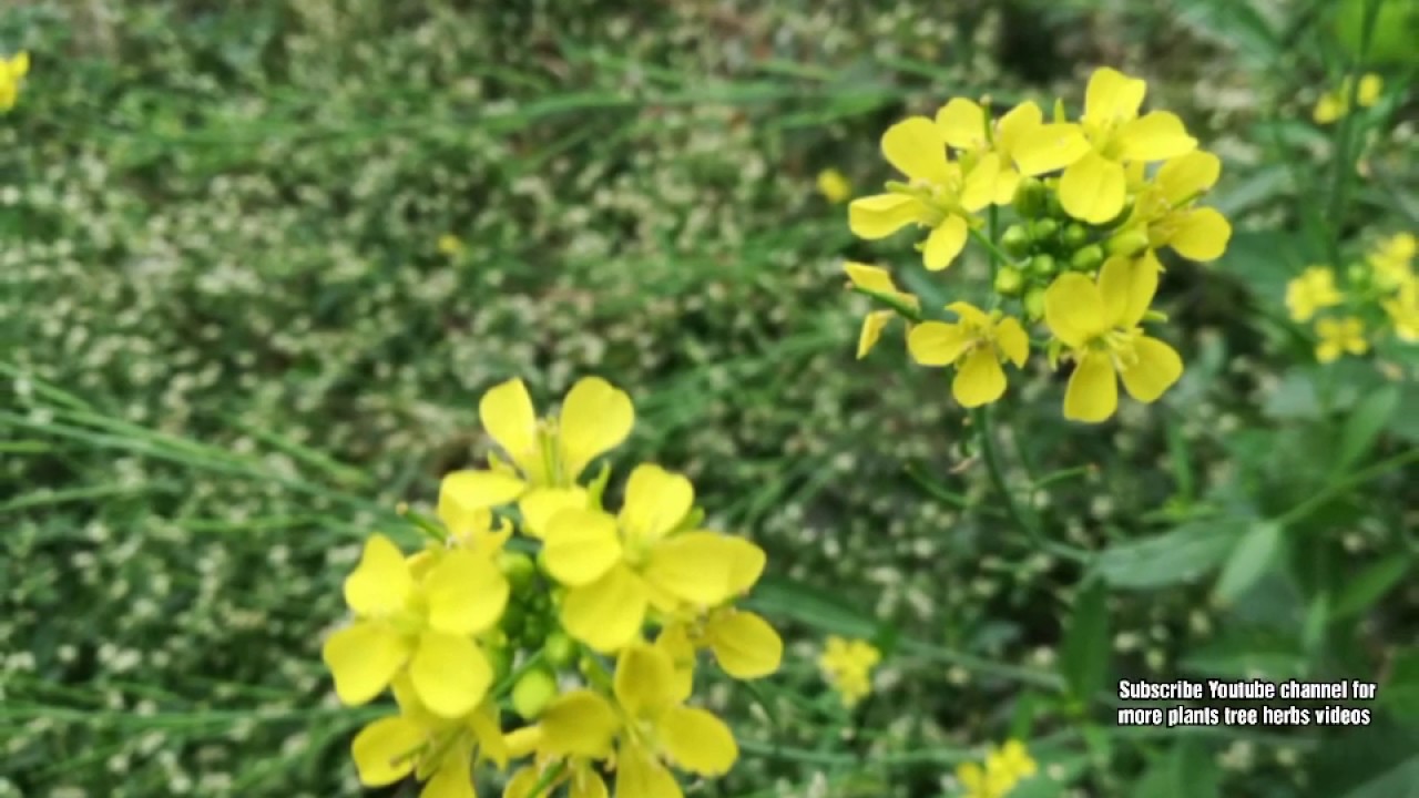 Mustard, Leaf mustard, Indian mustard • Hindi Sarson सरसों • Manipuri