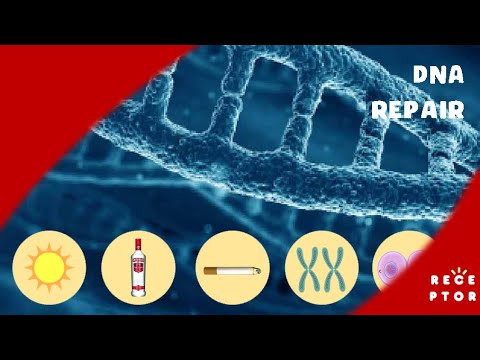 Video: Enzim apa yang mengoreksi dan memperbaiki DNA?