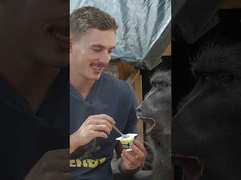 a BABOON that loves YOGHURT