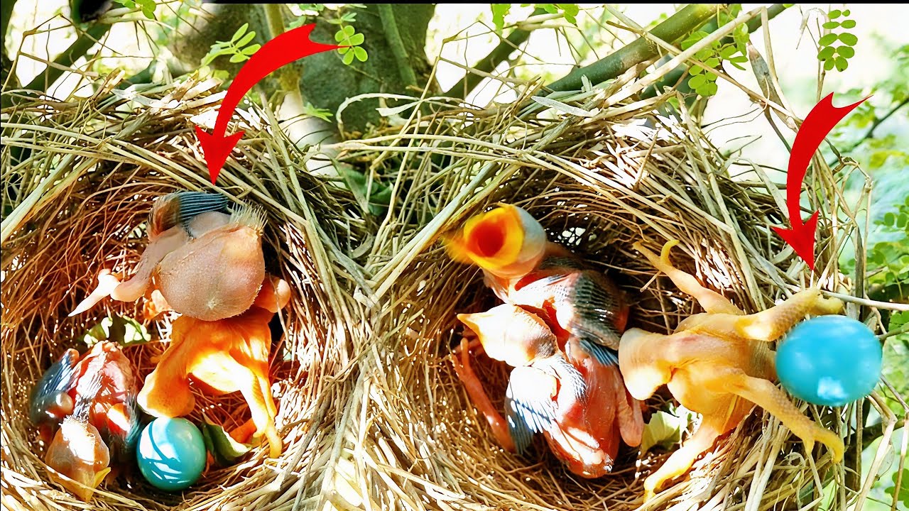 Cuckoo baby throwing babies and egg out of the nest @beautyofnature4988 ...