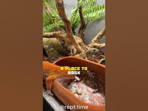 Leopard Geckos l Are The Best Beginner Reptile! - YouTube