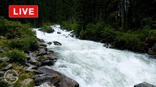  Relaxing Peaceful Music With Nature Sounds, Soothing Birds & River Sounds | 528HZ