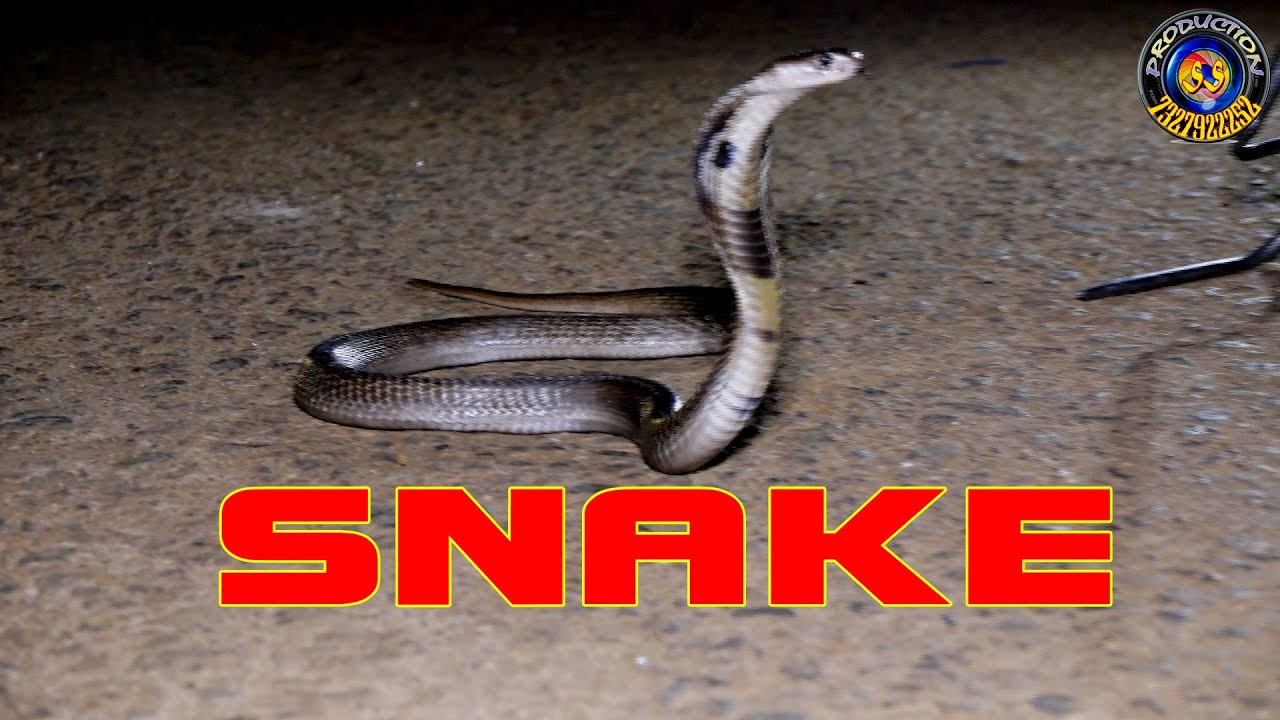 Which Is No 1 Snake In World YouTube Which Is No 1 Snake In World YouTube