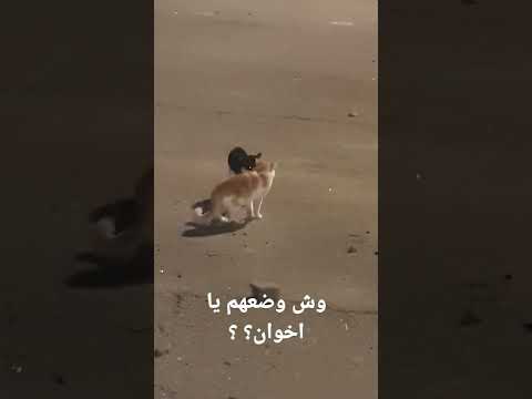 وش وضعهم وربي كنت بقول اذا انتي جني قولي مياو بس قلت لا اخاف تجي عندي