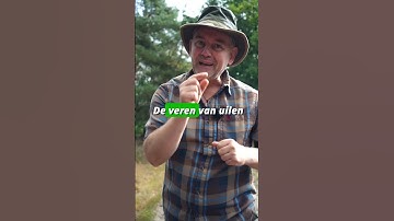 Elke veer heeft zijn eigen functie(s) 🐦