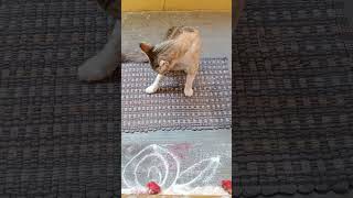 cutie with talking 😸😸😸#shorts #cat#talk#kannada