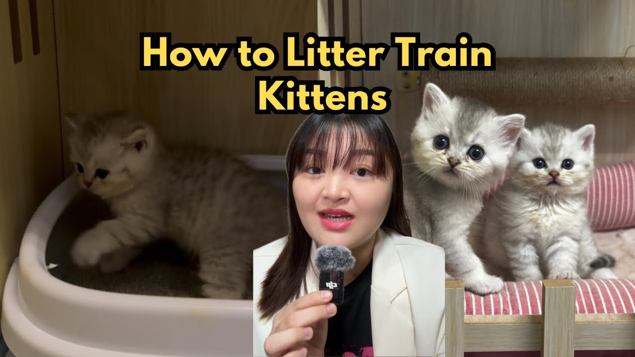 How to Litter Train Kittens +Tips & tricks ‼️ - YouTube