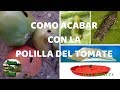 Como acabar con la polilla del tomate (Tuta Absoluta)