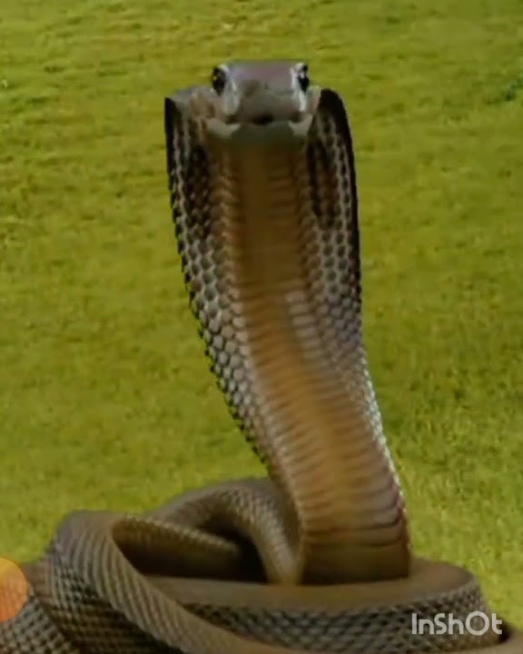 King kobra snake#youtubeshort #youtube #snake#wildlife - YouTube