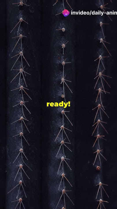 Real Life Goblin Shark - YouTube