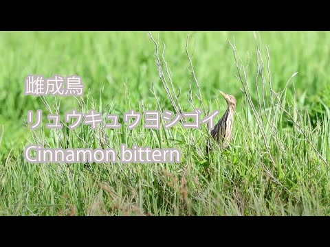 【雌成鳥】リュウキュウヨシゴイ Cinnamon bittern