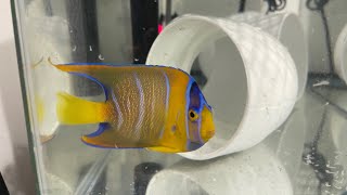 How I quarantine my fish using copper power ￼