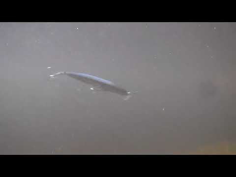 lure K2F142WL T:2.2 motion