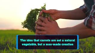 Is it true  that carrots are not a natural vegetable, but a man made creation