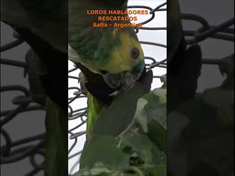 TURQUOISE FRONTED AMAZON PARROT - LOROS HABLADORES - Amazona aestiva #shorts #birds #parrot #loro