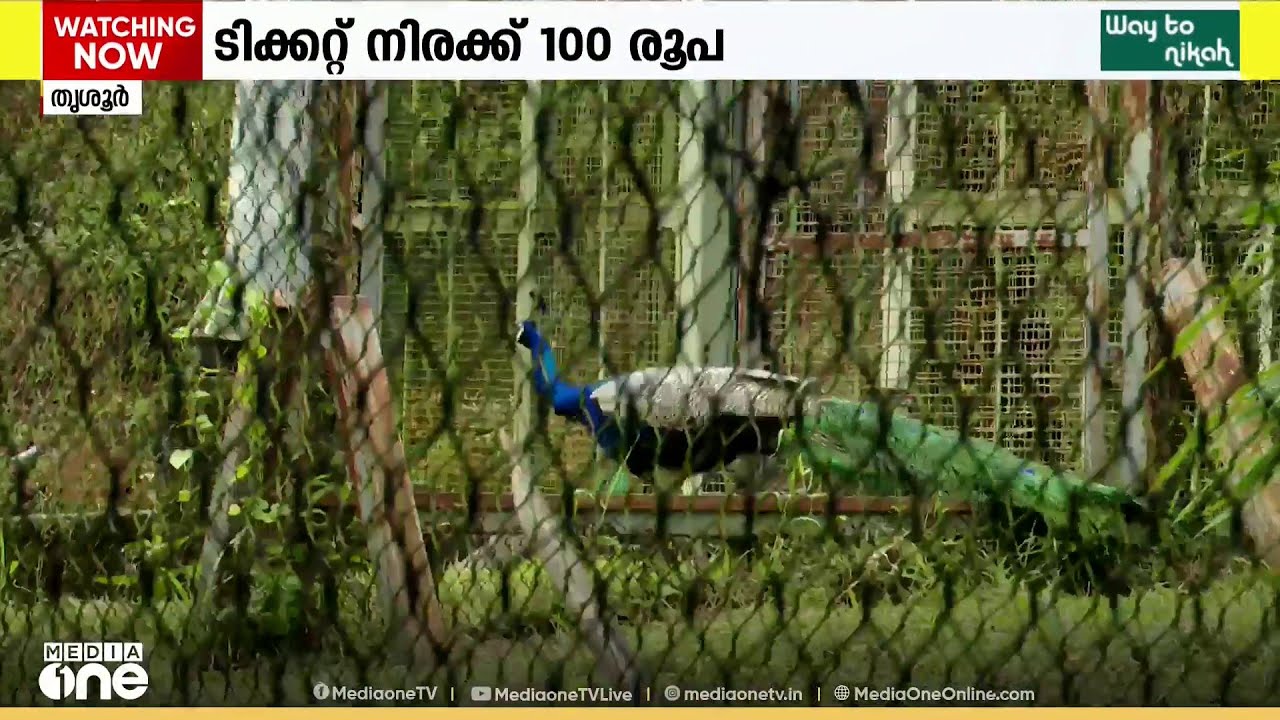 തൃശൂർ സുവോളജിക്കൽ പാർക്ക്; ശനിയാഴ്ച മുതൽ പൊതുജനത്തിന് തുറന്നു നൽകും