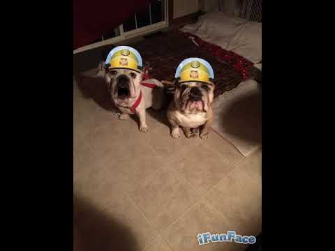 Hen n Op Libe camera iphone 8 plus apk