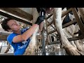 Drying Off Cows