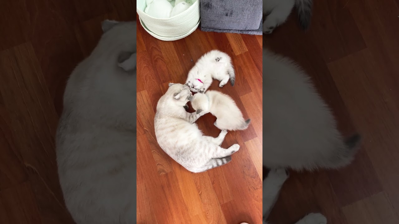 Charming mama cat grooms tots before feeding #ASMR #cute #cat #kitten #meow #funny