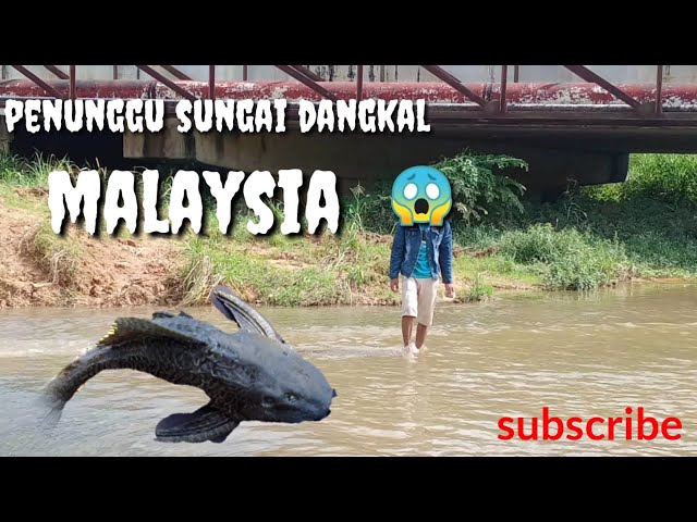 Penghuni sungai dangkal Malaysia(Masai) class=