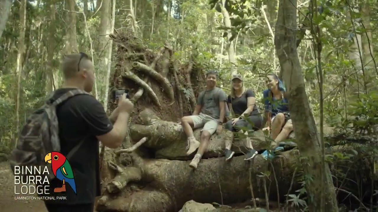Hiking at Binna Burra Lodge Lamington National Park | 2018