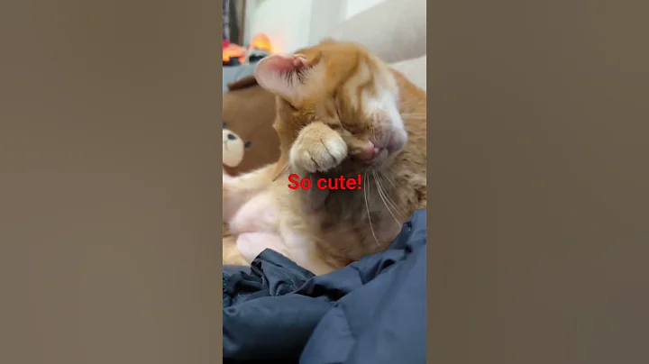 Video 10631851: adorable cat bath, cute cat bathing, cutest bath, cat cute gatos, cat steals