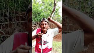 Download Lagu suara kuda lari komedi#shorts #kuda #funny MP3