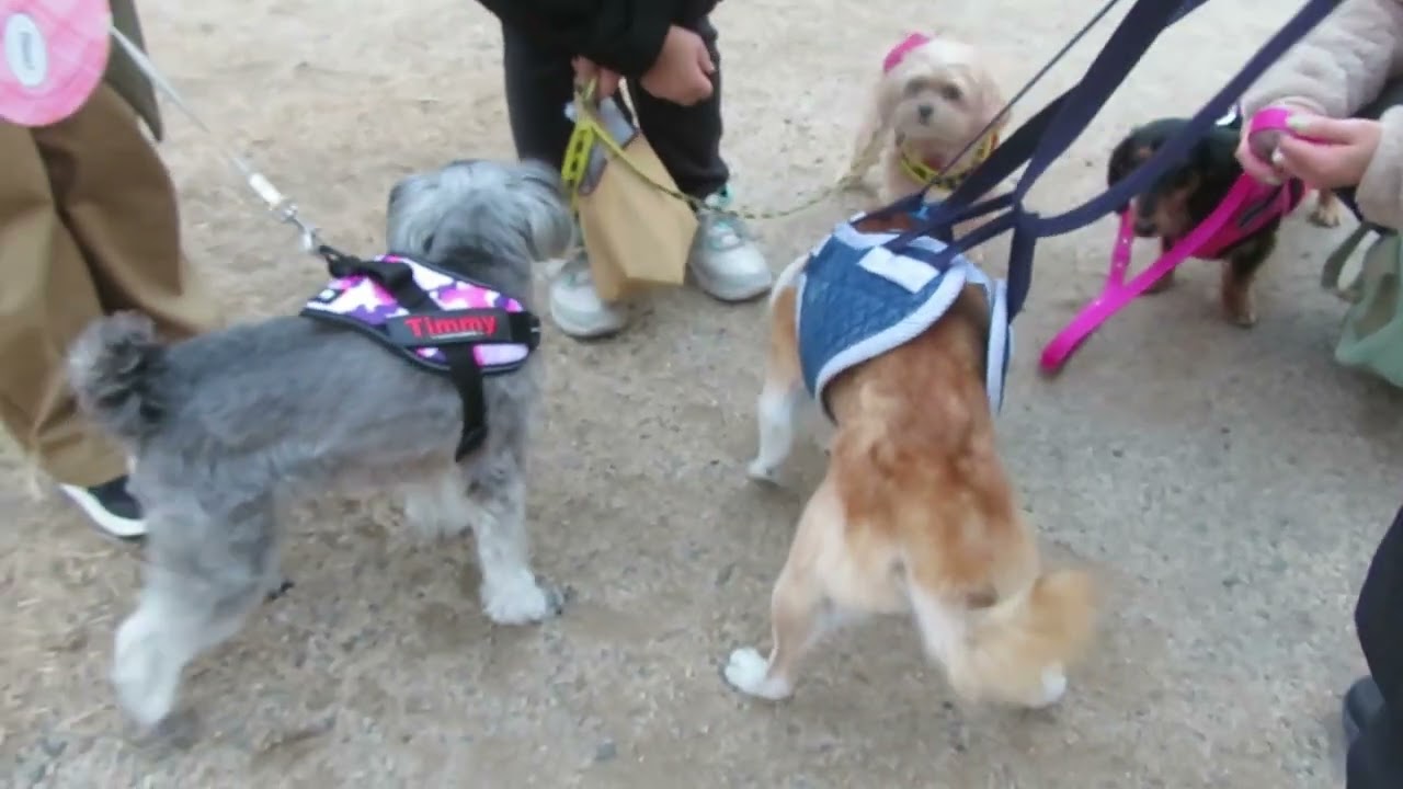 柴犬健信のお友達　2026年1月編 #散歩 #お散歩 #老犬介護 #柴犬