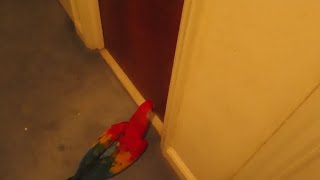 Music added to Bandit trying her best to get in the bathroom to see dad