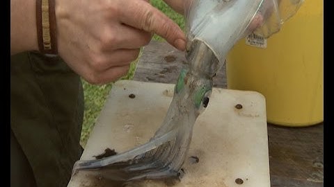 How to Clean Fresh Squid for Cooking