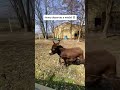 Funny donkey🫏#donkey #funnyanimal #foryou