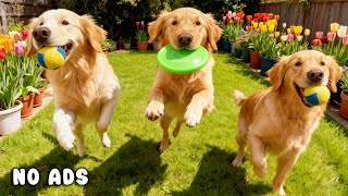 24 Hours of Dog TV for Dogs to Watch 🐕🎶 Soft Ambient Music for Active Dogs & Relaxed Behavior 🌙🐾 screenshot 2