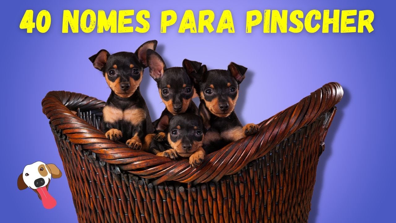 40 Nomes Incríveis para Cachorro PINSCHER Macho e Fêmea - Nomes para ...
