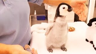 Cutest Penguins Compilation 2019! ADORABLE! by Cute & Funny Animals 539 views 4 years ago 7 minutes, 19 seconds