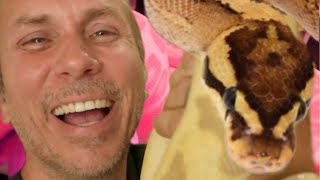 CRAZY HUGE COLLECTION OF SNAKES!!! (BALL PYTHONS) | BRIAN BARCZYK