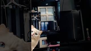 Neng Neng Neng Neng Kinchana