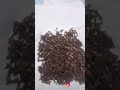 فوائد القرنفل العويدي