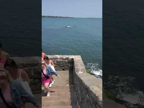 Video: Newport Cliff Walk: planiranje putovanja