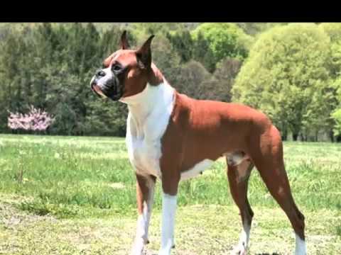 largest boxer dog