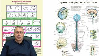 Краниосакральная терапия. Валерий Эдуардович Шрайнер