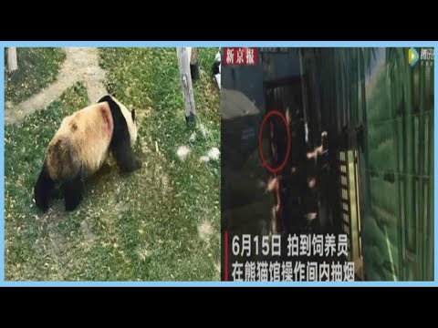 聽聞武漢大熊貓被工作人員虐待，日本民眾不愿歸還，泰國熊貓最慘