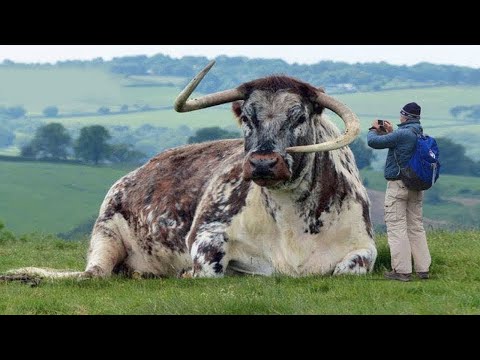 Video: Sfaturi Utile Pentru Longevitate De La Animal Breaking Record și Mdash; Vedere Alternativă