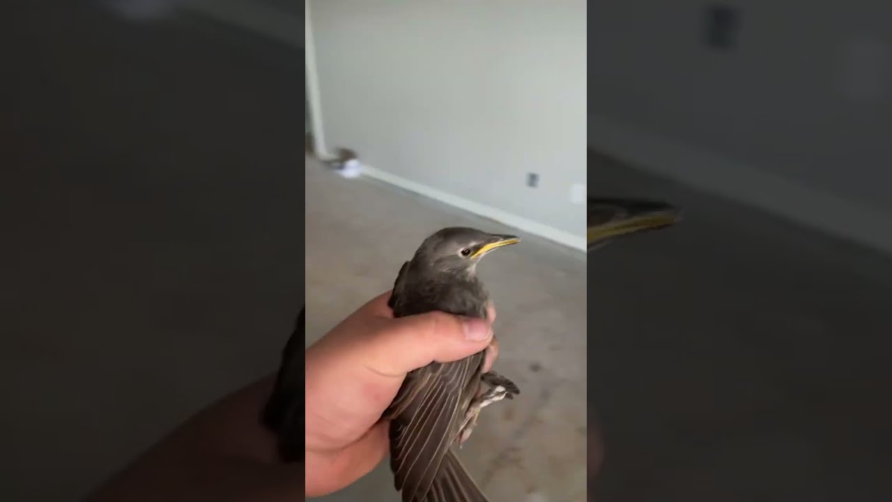 Birds Aren T Real