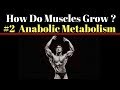 How Do Muscles Grow ? #2