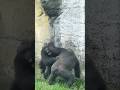 Jabali and Ringo 搶水池#gorilla