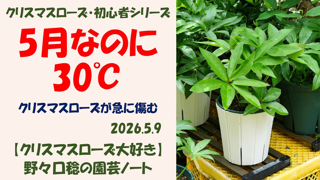 May 9, 2026. It's 30℃ even though it's May. The Christmas roses