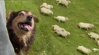 The Amazing Rituals of the Welsh Shepherd Dogs | BBC Earth