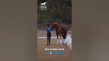 Shoulder-In from the ground! #shorts