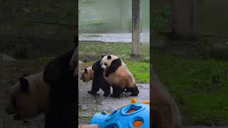 Panda Who Wins Your Heart  unforgettable Bond