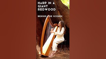 Harp in a Giant Redwood: Behind the Scenes 🌲  #harp #redwood #healingmusic